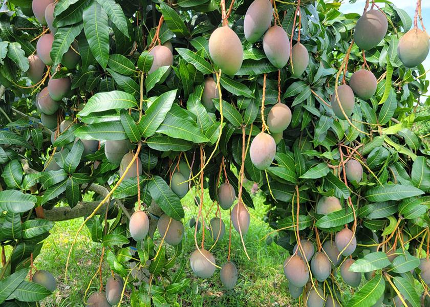 Colombian mangoes now available in the U.S. The Packer